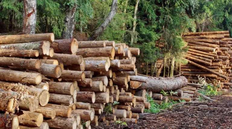 Deforestation