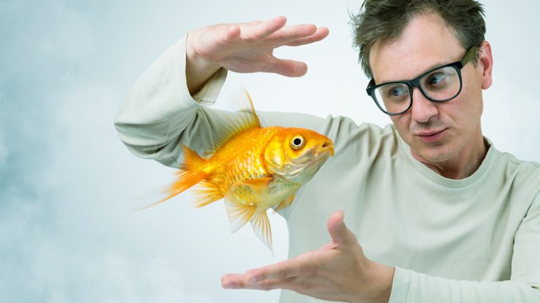 Actually, Goldfish Have Better Memories Than You Think