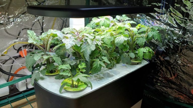 How Are Plants Able to Grow in Space?