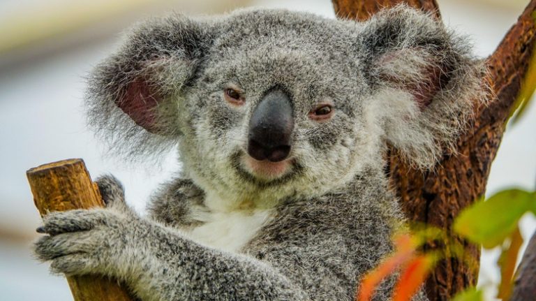 Why We're Surprised Koalas Haven't Gone Extinct Yet Why We're Surprised Koalas Haven't Gone Extinct Yet