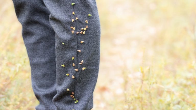 What Are Those Prickly, Round Seeds That Cling to You?