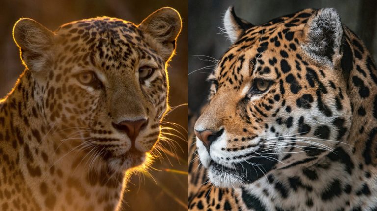 Leopards vs. Jaguars: Understanding the Differences