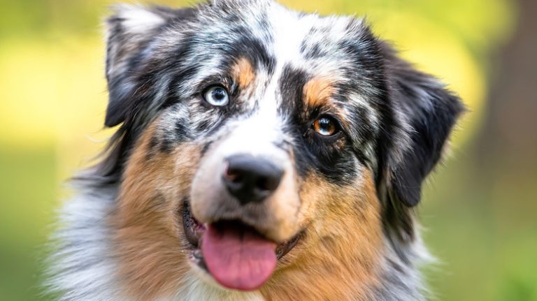 In Reality, Dogs Aren't Completely Colorblind In Reality, Dogs Aren't Completely Colorblind