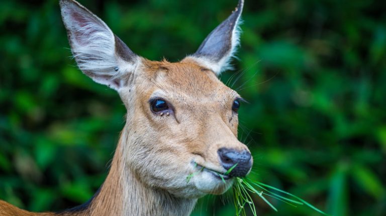 Actually, Herbivores Occasionally Consume Meat