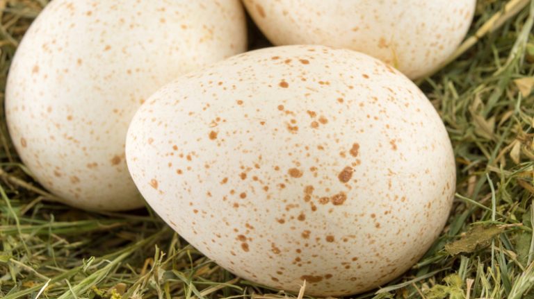 Why Aren't Turkey Eggs Commonly Consumed?