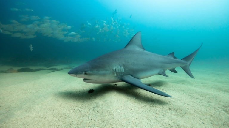 Here's Why Most Sharks Can't Survive in the Great Lakes