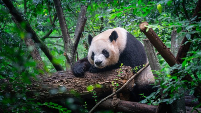 Why We're Surprised Pandas Haven't Gone Extinct