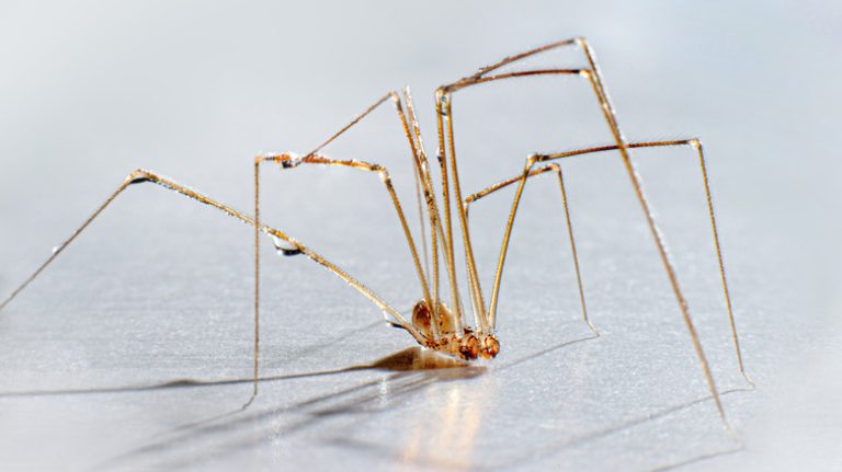 The Truth Behind the Daddy Longlegs Myth You Shouldn't Fall For