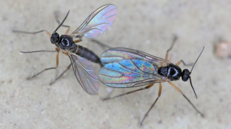 Understanding Fungus Gnats: Identification and Removal Tips