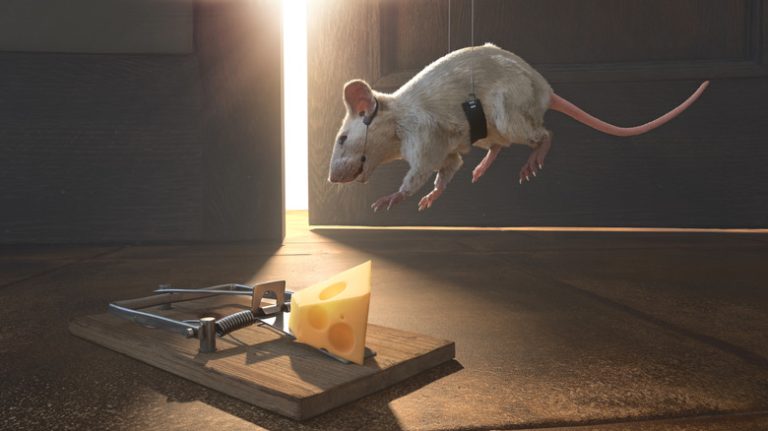 Why Mice Might Be Evading Your Traps
