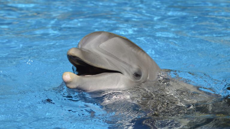 The Untouched Florida Beach Where Boat Tours Use a Unique Method to Attract Dolphins