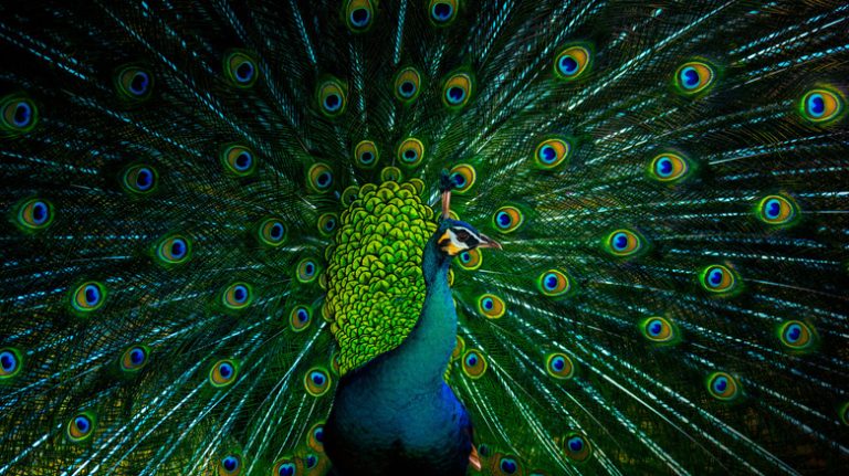 Why Do Male Birds Often Exhibit More Vibrant Colors Than Females?