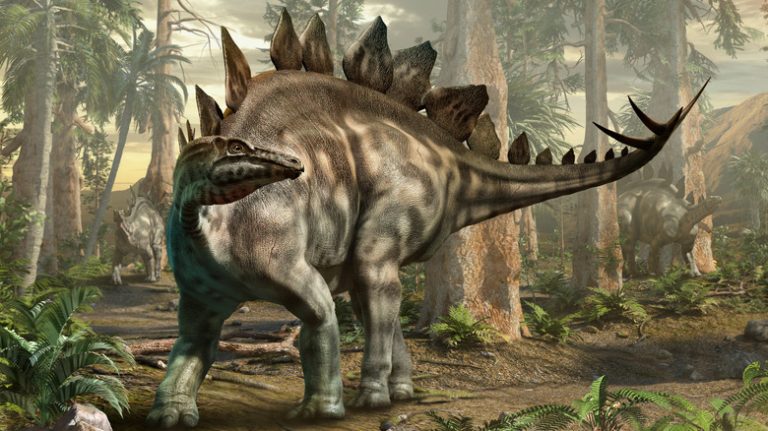 What Is the Name for the Plates on a Stegosaurus?