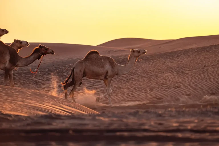 How Animals Survive Without Drinking Water How Animals Survive Without Drinking Water