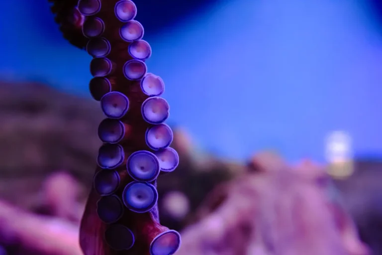 Why Octopuses Stand Apart as Marine Intellects