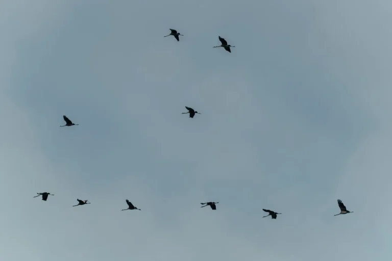 How Birds Sleep While Flying