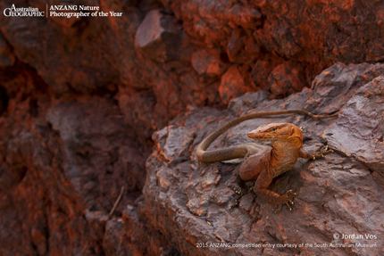 Image credit: 'Southern Pilbara Rock Goanna' by Jordan Vos, ANZANG competition entry